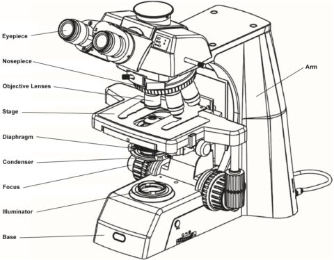 Parts Of The Microscope A Comprehensive Guide