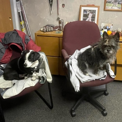 dogs sitting on office chairs
