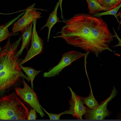 ZEISS Axiovert 5 for Biology