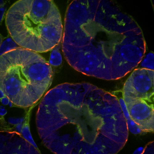 keratinocytes in time series