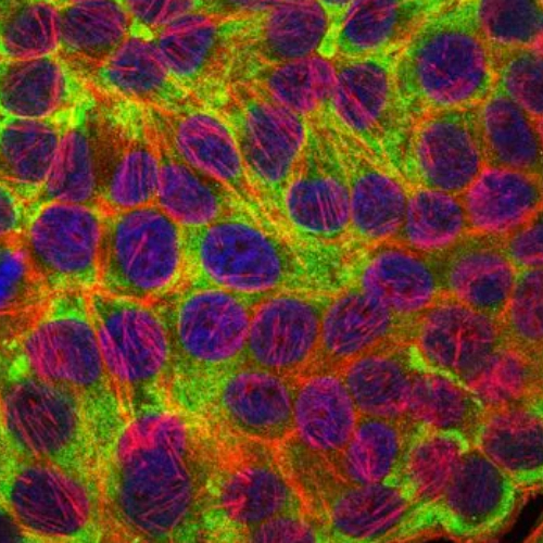 keratinocytes in time series