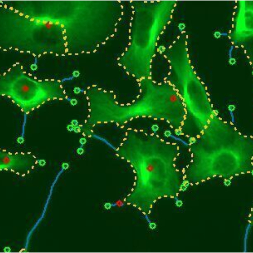 keratinocytes in time series