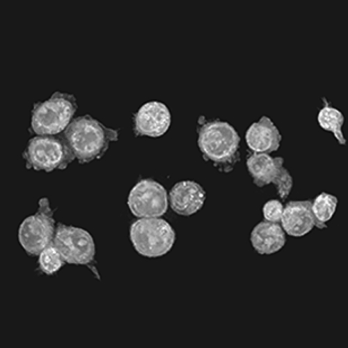 keratinocytes in time series