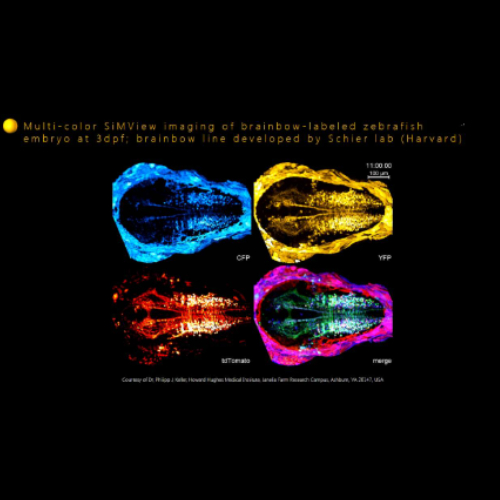 500x500 Orca Flash 4.0 image sample 1