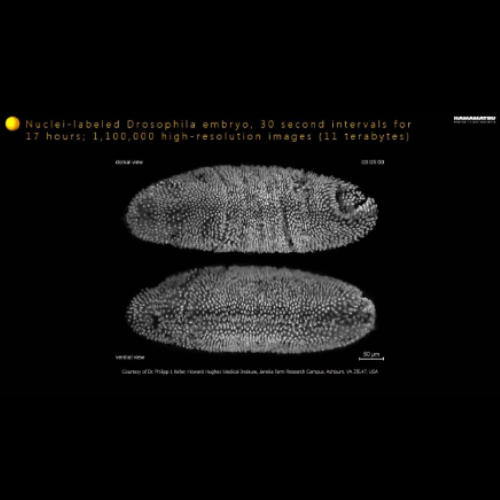 500x500 Orca Flash 4.0 image sample 2 hippocampal neurons