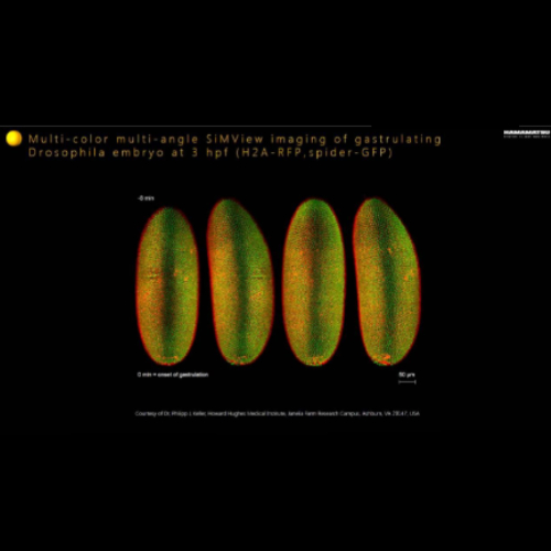 500x500 Orca Flash 4.0 image sample 3 keratinocytes in time series