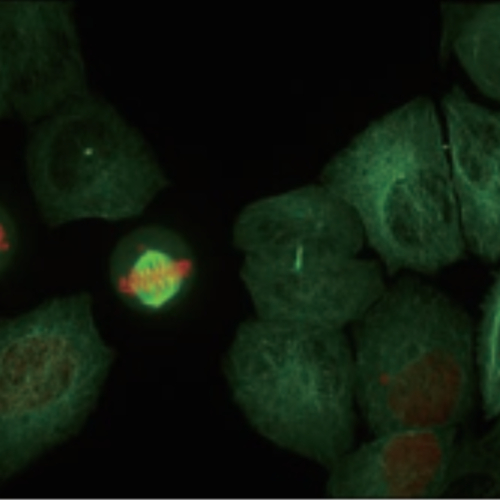 keratinocytes in time series