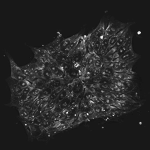 Tomocube HT-H1 mini Regenerative Medicine Tomocube HT-X1 mini Regenerative Medicine