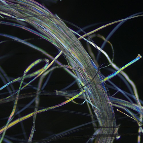 Accu-Scope EXC-120 Image Sample 1