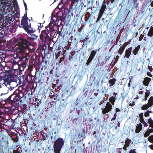 Accu-Scope EXC-120 Image 1