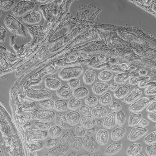 Accu-Scope EXC-120 Image Sample 1