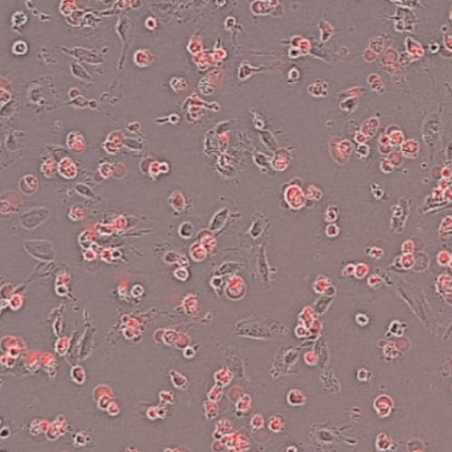 Echo Cellcyte 1 image sample 2