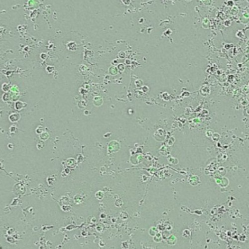 Accu-Scope EXC-500 Image 3